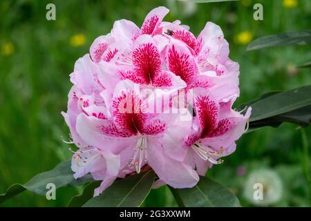 Pink Rhododendron 'Belami' Pink Flower Stock Photo