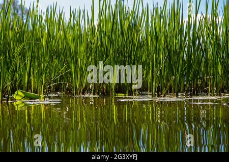 Reeds and lily pads reflected in the water on the shore of a lake Stock Photo