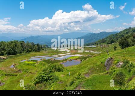 Landscape with terraced rice fields in Tana Toraja on Sulawesi Stock Photo