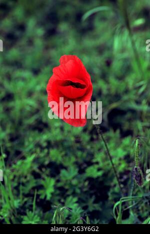 Single flower of wild red poppy on blue sky background with focus on ...