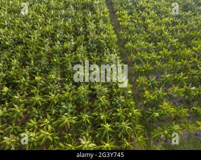 Drone aerial view of palm trees of acai berry fruit agriculture field in summer sunny day at farm in amazon rainforest, Brazil. Food, ecology. Stock Photo