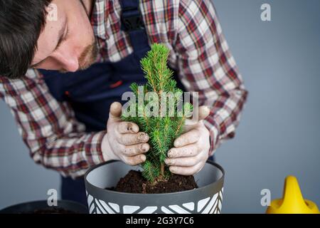 Transplanting indoor plants. Home gardening. Plant care. Man transplants spruce plants from old pot to new one. Cropped view of Stock Photo
