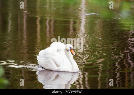 Close-up graceful white swan swims on the lake, reflected in the water. Natural photography with wild birds. Beauty in nature. Warm spring day Stock Photo