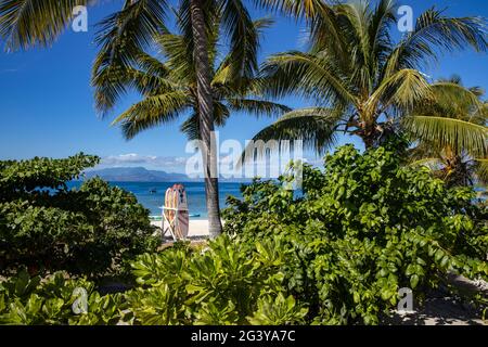 Coconut trees along the beach and SUP stand up paddle boards at Malamala Island Beach Club, Mala Mala Island, Mamanuca Group, Fiji Islands, South Paci Stock Photo