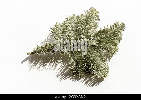 Fir tree branch with needles isolated on white background top view Stock Photo