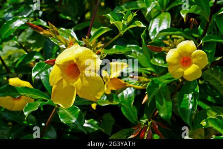 Golden trumpet or common trumpetvine flowers (Allamanda cathartica) Stock Photo