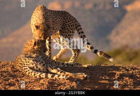 Fastest land mammal Stock Photo