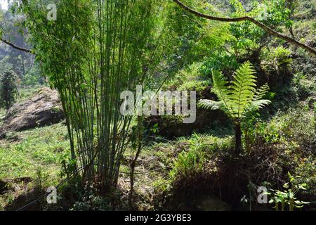 Bamboo trees and fern trees in th himalaya forest of Todey, Kalimpong. Stock Photo