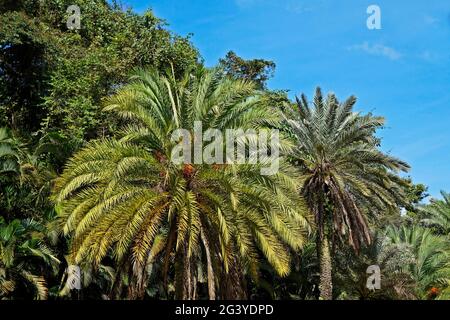 Date palm trees, Minas Gerais, Brazil Stock Photo