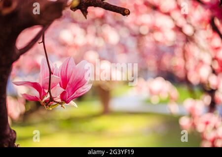 Springtime: Blooming tree with pink magnolia blossoms, beauty Stock Photo