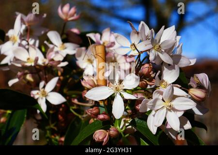 clematis-armandii-white-blossom-stock-photo-alamy