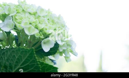 Indonesian Hydrangea Serrata flowers are beautiful yellowish green on a white background Stock Photo