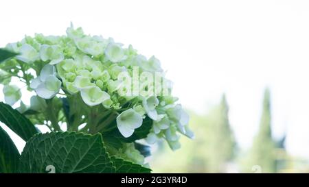 Indonesian Hydrangea Serrata flowers are beautiful yellowish green on a white background Stock Photo