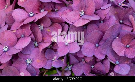 Indonesian Beautiful purple Hydrangea Serrata flowers on a white background Stock Photo