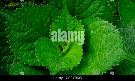 Indonesian Hydrangea Serrata leaves are beautiful light green in the flower garden Stock Photo