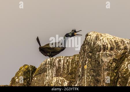 European shag in profile showing courtship display on rocky outcrop on farne islands northumbria uk Stock Photo