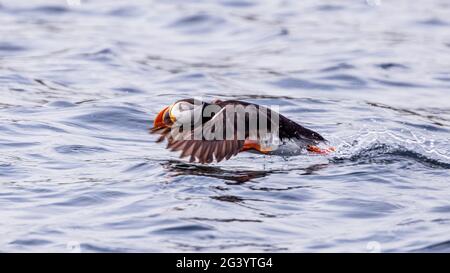 cute puffin in flight taking off from the surface of the sea on farne islands  boat trip northumbria uk Stock Photo