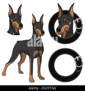 Set of Doberman colored illustrations in a collar. Isolated vector objects on white background. Stock Vector