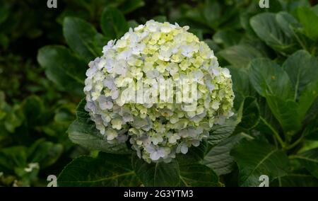 Indonesian Hydrangea Serrata flowers are beautiful yellowish green on a foliage background Stock Photo