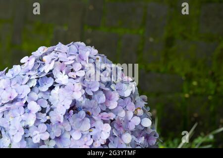 Indonesian Beautiful light blue Hydrangea Serrata flowers on a foliage background Stock Photo