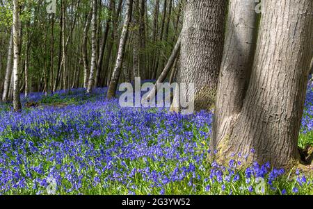 English Bluebell woodland Stock Photo