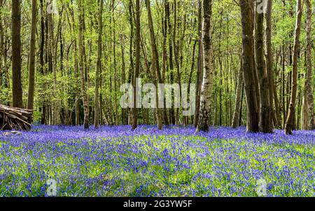 English Bluebell woodland Stock Photo