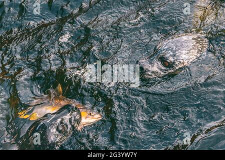 Seals hunting together eating salmon fish in creek. Alaska harbor seal swimming with fish in mouth, alaskan wildlife. Stock Photo