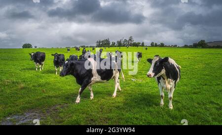 Herd of cattle on fresh green field with dark, moody sky in background Stock Photo