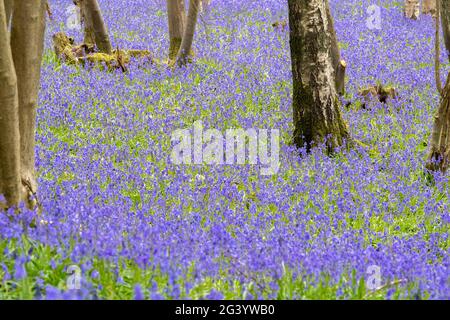 English Bluebell woodland Stock Photo