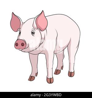 Vector color illustration of a pig. Isolated object on a white background. Stock Vector
