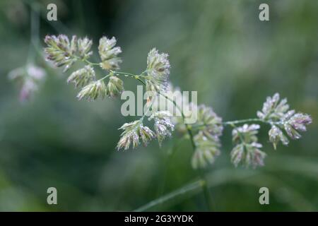 grass flower  covered with dew drops closeup selective focus Stock Photo