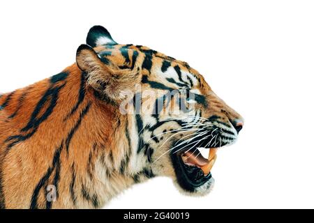 Sumatran Tiger, Panthera tigris sumatrae isolated on white Stock Photo