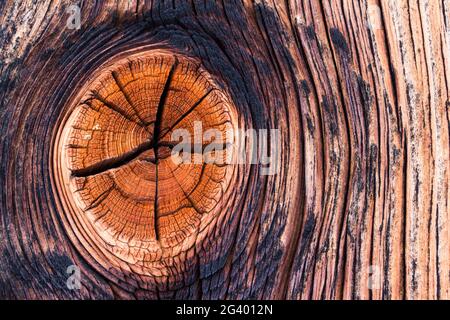 Rustic wooden background texture: Knothole Stock Photo