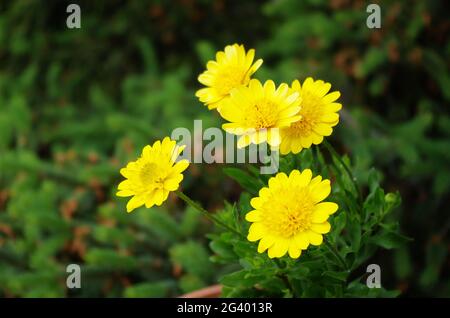 Osteospermum flower daisy. Beautiful blooming yellow flowers in the garden. Floral background close up outdoors with green leaves. Stock Photo