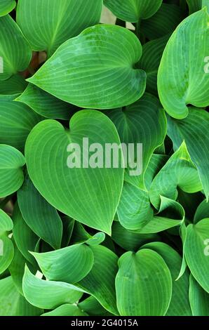 Hosta leaves background. The green leaves pattern of Hosta in summer. Green life concept. Green plant background, top view on Hosta plant Leaf. Stock Photo
