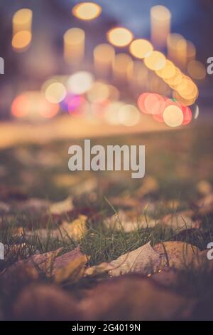 Colorful leaf in the foreground, light dots in the background. Evening. Stock Photo
