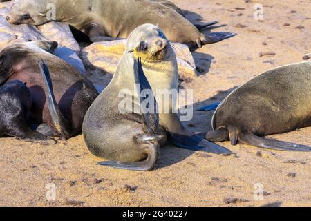 Colony of fur seals Stock Photo