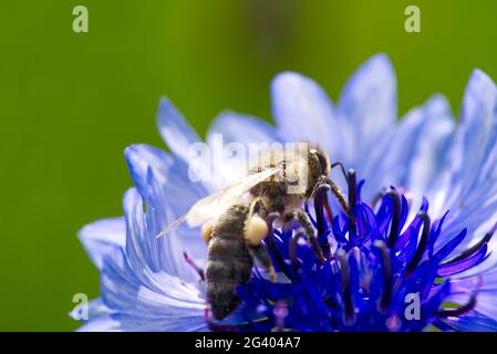 Bee collects pollen from a cornflower. blue cornflower with bee, close up on natural background Stock Photo