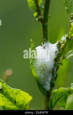 Cuckoo spit bubbles of secreted plant sap from the froghopper nymph hiding inside formed on a plant. Also known as a spittle bug in portrait format Stock Photo