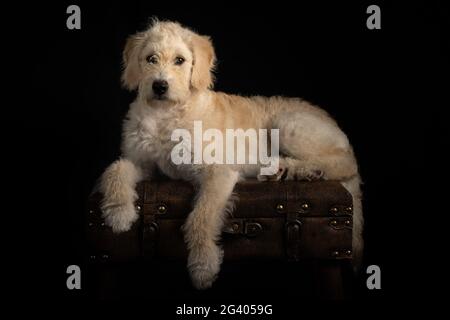 Yellow puppy laying against a black background Stock Photo