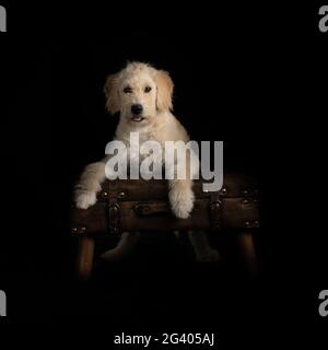 Scruffy puppy against a black background Stock Photo