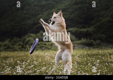 Dog walks in park in clearing among wild flowers. Beautiful photo of dog in motion for calendar or puzzle. White Swiss shepherd dog jumps high on gree Stock Photo