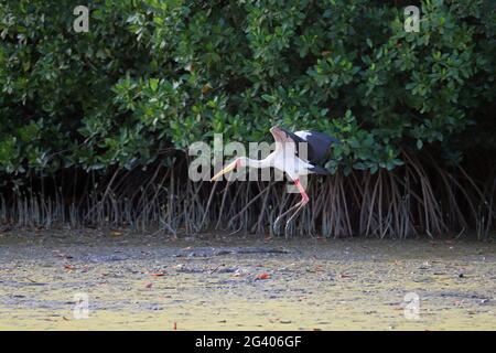 Gambia; Western Region; at Bintang Bolong; Stork landing on the bank; Stock Photo