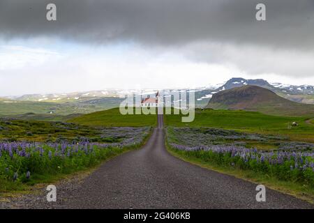 Church at the end of a street and lupine fields in Iceland Stock Photo