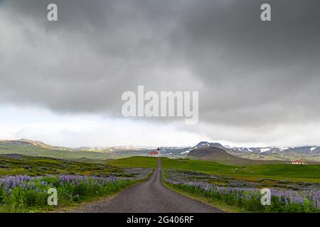 Church at the end of a street and lupine fields in Iceland Stock Photo