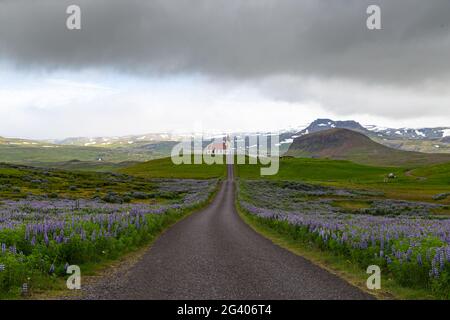 Church at the end of a street and lupine fields in Iceland Stock Photo