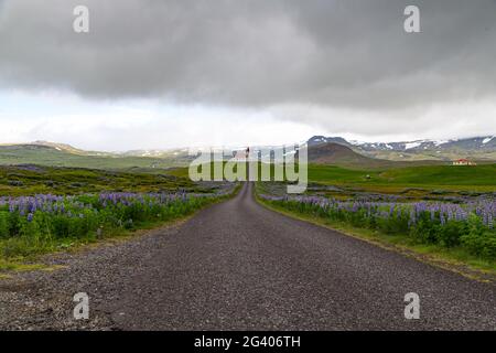 Church at the end of a street and lupine fields in Iceland Stock Photo