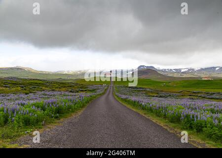 Church at the end of a street and lupine fields in Iceland Stock Photo