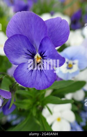 Horned violet flower Viola cornuta Stock Photo