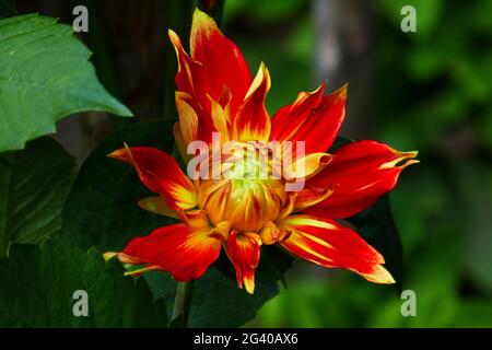 Water lily dahlia, Liesma Stock Photo